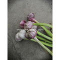 2020 Best Quality Normal White Garlic